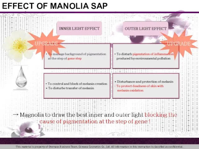 Camelia EFFECT OF MANOLIA SAP