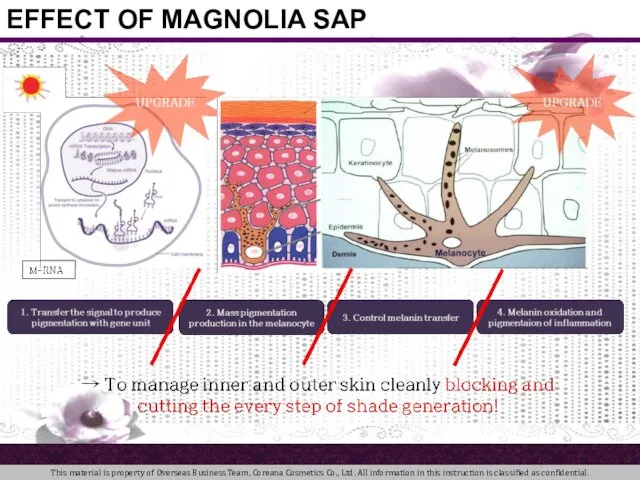 EFFECT OF MAGNOLIA SAP