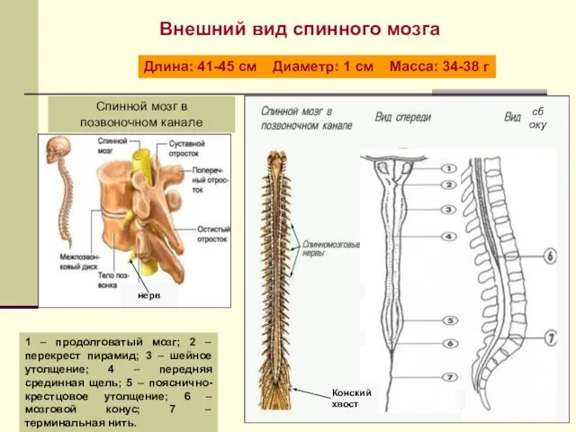 1 – продолговатый мозг; 2 – перекрест пирамид; 3 – шейное