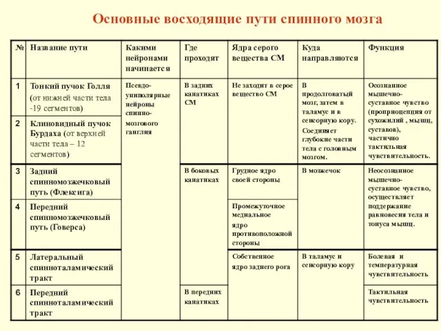 Основные восходящие пути спинного мозга