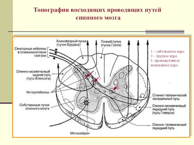 Топография восходящих проводящих путей спинного мозга 1 2 3 1 –