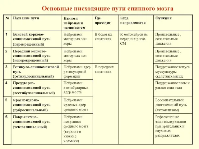 Основные нисходящие пути спинного мозга