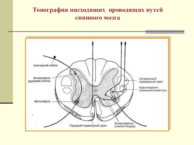Топография нисходящих проводящих путей спинного мозга