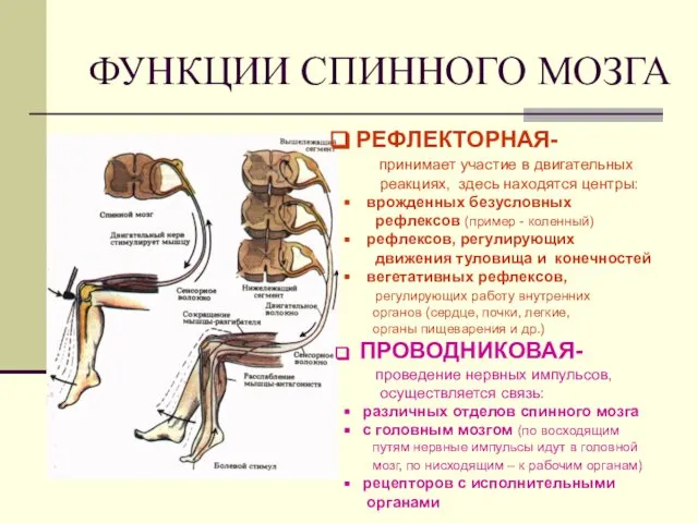 ФУНКЦИИ СПИННОГО МОЗГА РЕФЛЕКТОРНАЯ- принимает участие в двигательных реакциях, здесь находятся