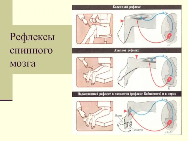 Рефлексы спинного мозга