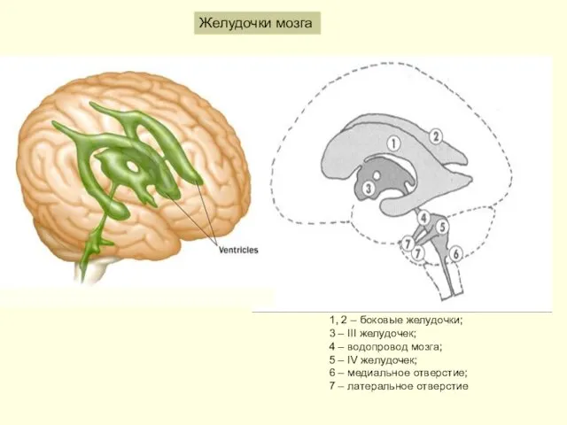 Желудочки мозга 1, 2 – боковые желудочки; 3 – III желудочек;