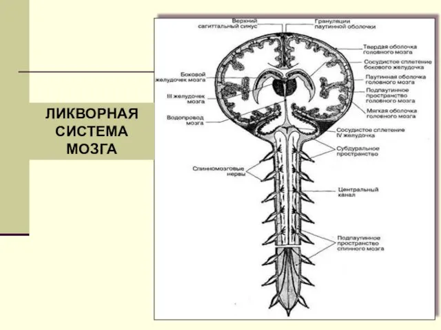 ЛИКВОРНАЯ СИСТЕМА МОЗГА