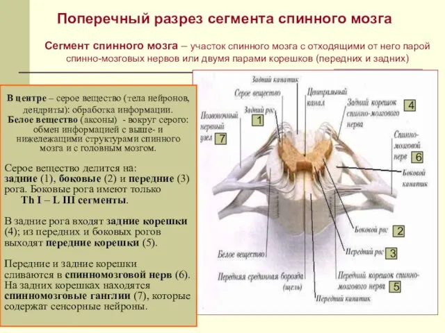 Поперечный разрез сегмента спинного мозга В центре – серое вещество (тела