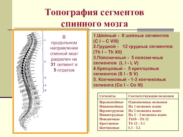 Топография сегментов спинного мозга 1.Шейный - 8 шейных сегментов (C I