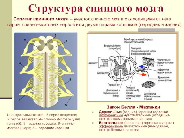 Структура спинного мозга Закон Белла - Мажанди Дорсальные (задние) корешки содержат