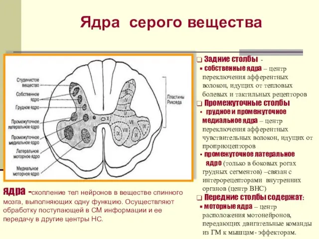 Ядра серого вещества ядра -скопление тел нейронов в веществе спинного мозга,