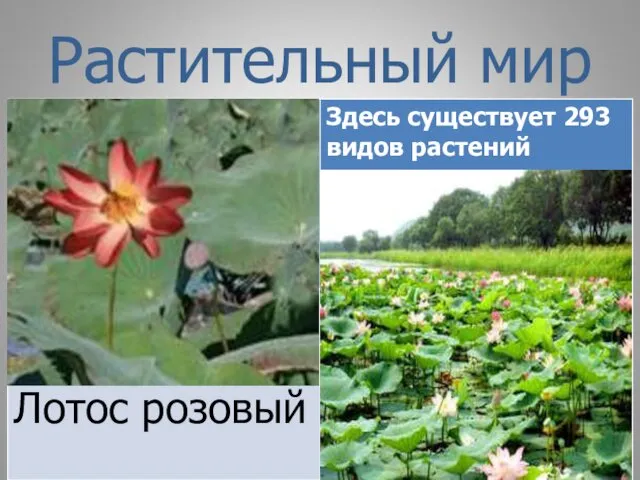 Растительный мир