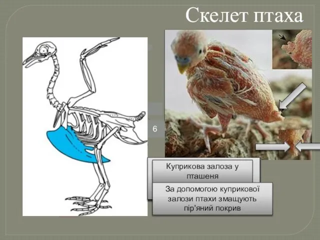 Скелет птаха - череп; - шийні хребці; - вилка; - цівка;