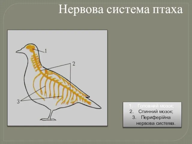 Нервова система птаха Головний мозок; Спинний мозок; Периферійна нервова система.