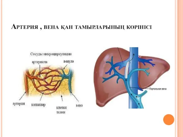 Артерия , вена қан тамырларының көрінісі