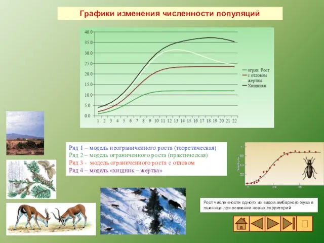 Ряд 1 – модель неограниченного роста (теоретическая) Ряд 2 – модель