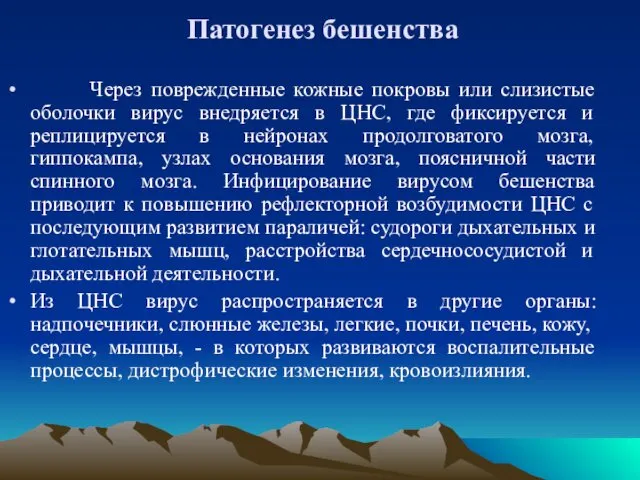 Патогенез бешенства Через поврежденные кожные покровы или слизистые оболочки вирус внедряется