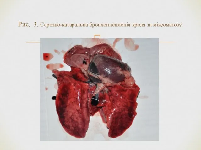 Рис. 3. Серозно-катаральна бронхопневмонія кроля за міксоматозу.