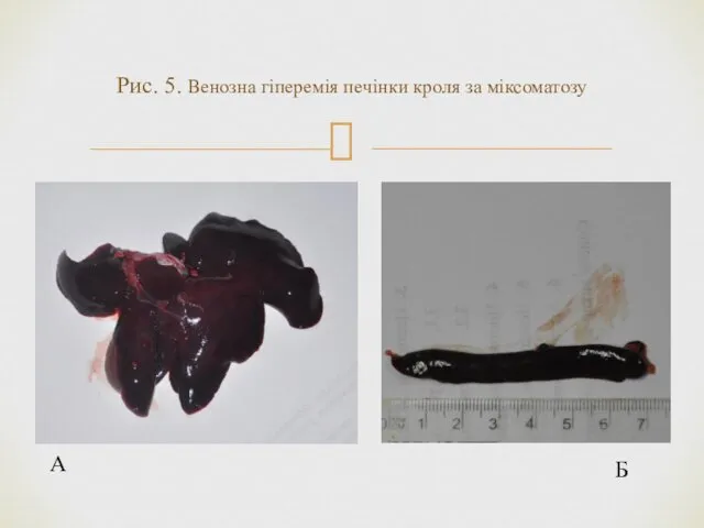 Рис. 5. Венозна гіперемія печінки кроля за міксоматозу Б А