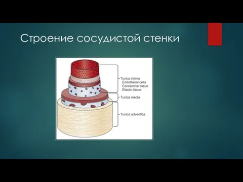 Строение сосудистой стенки