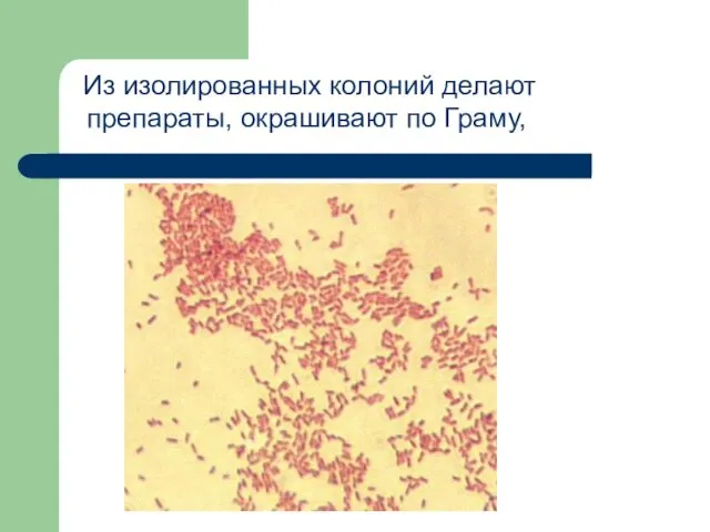 Из изолированных колоний делают препараты, окрашивают по Граму,