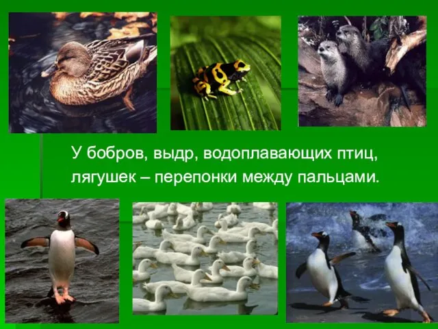 У бобров, выдр, водоплавающих птиц, лягушек – перепонки между пальцами.