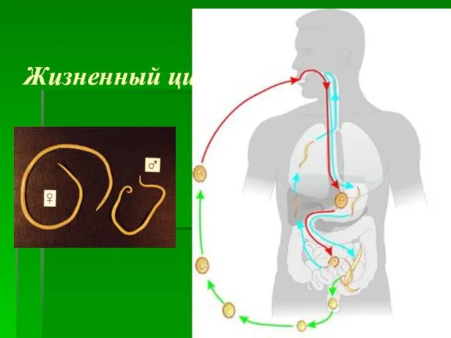 Жизненный цикл