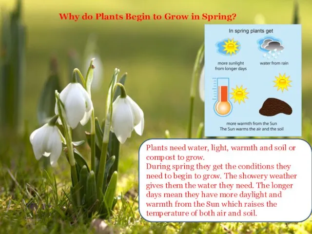 Why do Plants Begin to Grow in Spring? Plants need water,