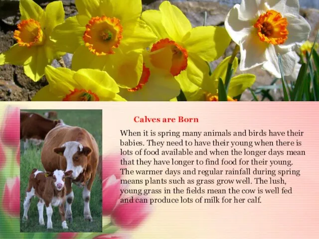 Calves are Born When it is spring many animals and birds