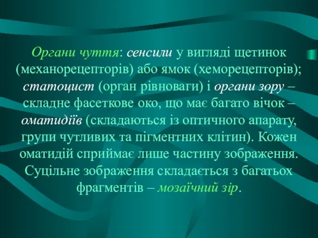 Органи чуття: сенсили у вигляді щетинок (механорецепторів) або ямок (хеморецепторів); статоцист