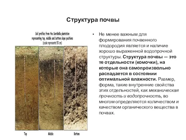 Структура почвы Не менее важным для формирования почвенного плодородия является и
