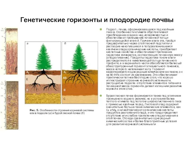 Генетические горизонты и плодородие почвы Подзол - почва, сформировавшаяся под хвойным