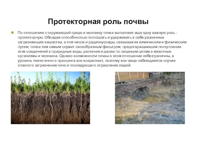 Протекторная роль почвы По отношению к окружающей среде и человеку почва