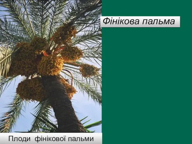 Плоди фінікової пальми Фінікова пальма