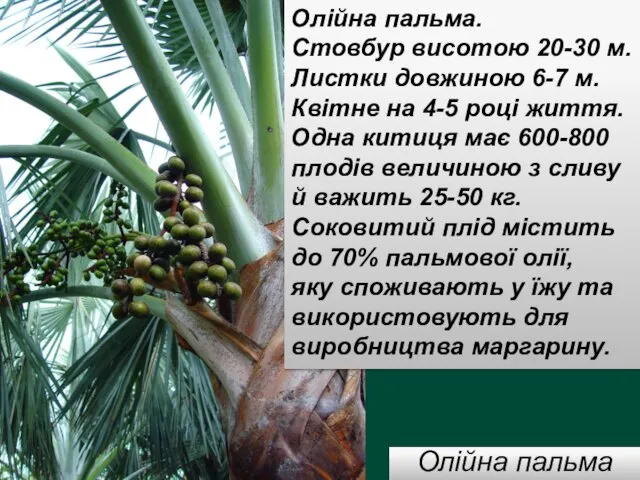 Олійна пальма Олійна пальма. Стовбур висотою 20-30 м. Листки довжиною 6-7
