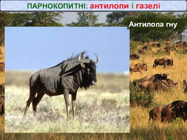 ПАРНОКОПИТНІ: антилопи і газелі