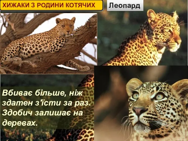 ХИЖАКИ З РОДИНИ КОТЯЧИХ Леопард Вбиває більше, ніж здатен з'їсти за раз. Здобич залишає на деревах.
