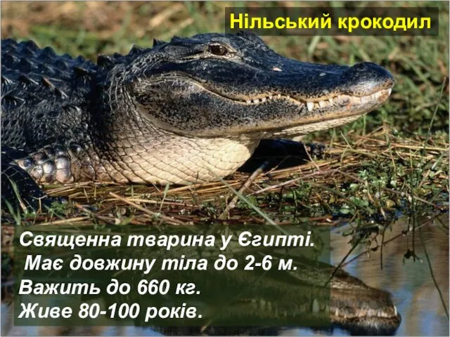 Нільський крокодил Священна тварина у Єгипті. Має довжину тіла до 2-6