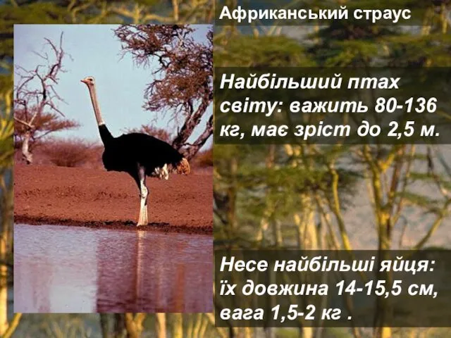 Африканський страус Найбільший птах світу: важить 80-136 кг, має зріст до