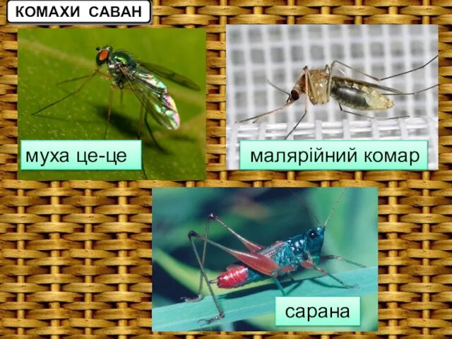 муха це-це малярійний комар сарана КОМАХИ САВАН