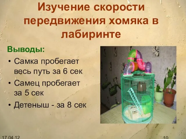 17.04.12 Изучение скорости передвижения хомяка в лабиринте Выводы: Самка пробегает весь