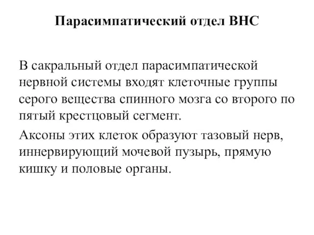 Парасимпатический отдел ВНС В сакральный отдел парасимпатической нервной системы входят кле­точные