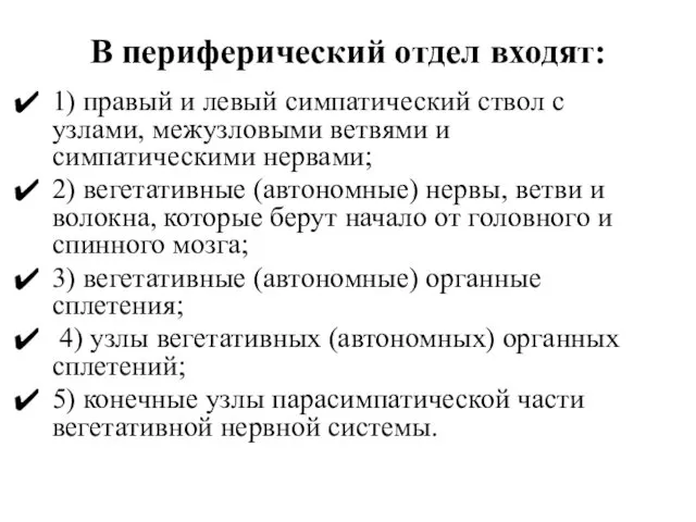 В периферический отдел входят: 1) правый и левый симпатический ствол с