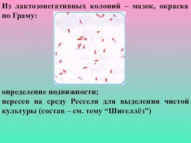 Из лактозонегативных колоний – мазок, окраска по Граму: определение подвижности; пересев