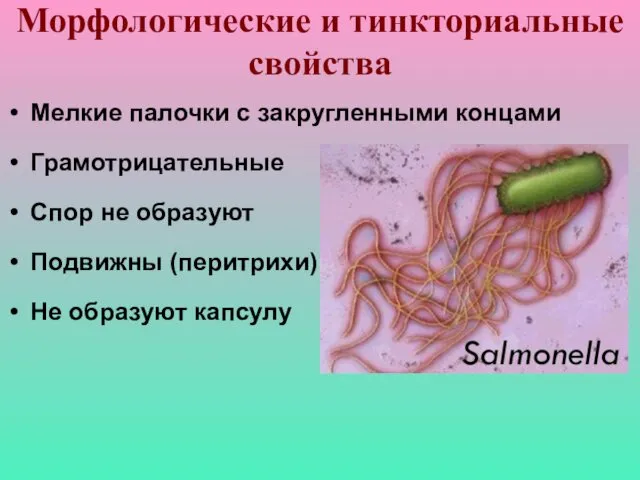 Морфологические и тинкториальные свойства Мелкие палочки с закругленными концами Грамотрицательные Спор