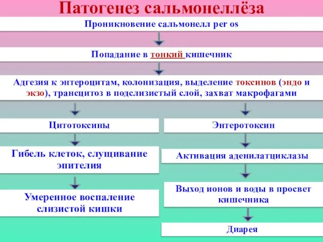 Патогенез сальмонеллёза Проникновение сальмонелл per os Попадание в тонкий кишечник Адгезия