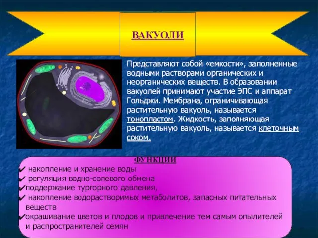 Представляют собой «емкости», заполненные водными растворами органических и неорганических веществ. В