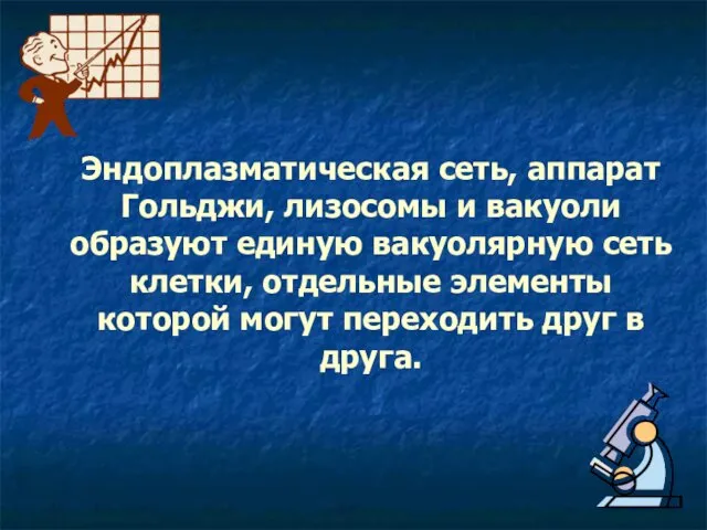 Эндоплазматическая сеть, аппарат Гольджи, лизосомы и вакуоли образуют единую вакуолярную сеть