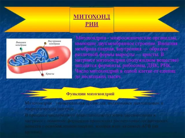 Митохондрии - микроскопические органеллы, имеющие двухмембранное строение. Внешняя мембрана гладкая, внутренняя