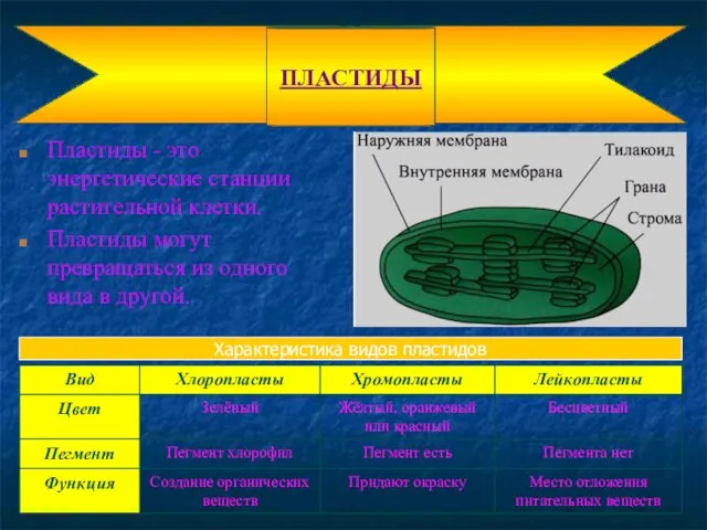 Пластиды - это энергетические станции растительной клетки. Пластиды могут превращаться из